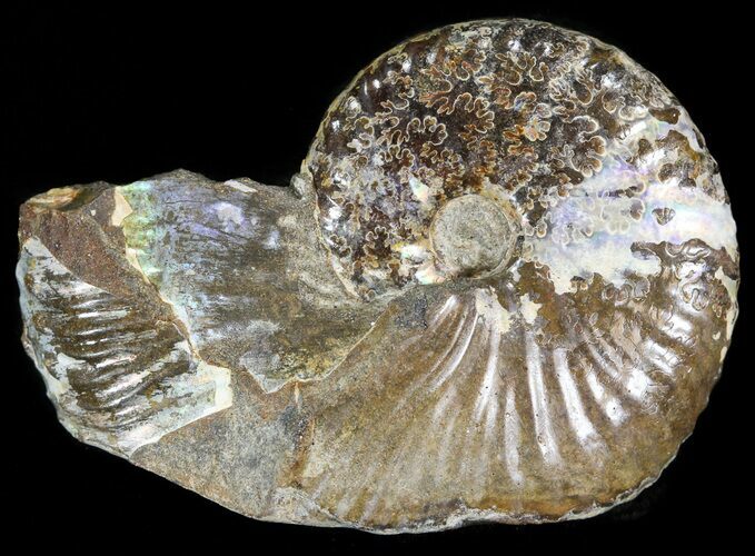 Hoploscaphites Ammonite- South Dakota #44047